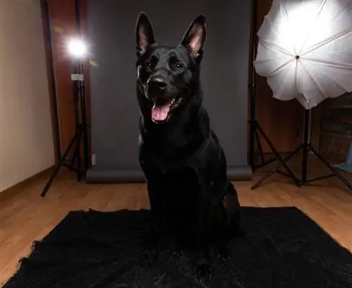 Schwarzer Hund sitzt auf dem Boden und schaut in die Kamera, während er zu Hause eine Fotosession macht