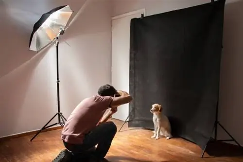 hundfotografering i studion med all nödvändig utrustning