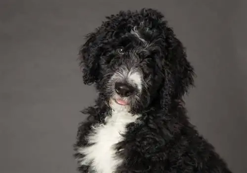 anak anjing bernedoodle hitam dengan bulu kerinting