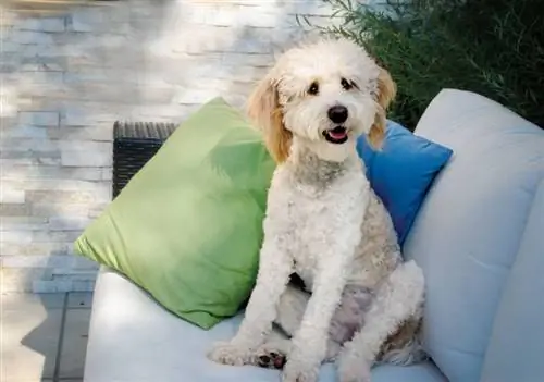 anjing bernedoodle duduk di atas sofa