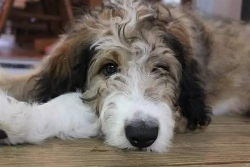 close-up van een super pluizige Bernedoodle-puppy