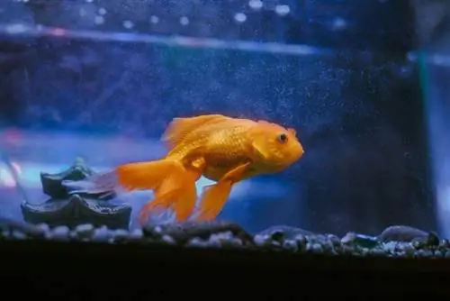 Goldfisch in einem Aquarium