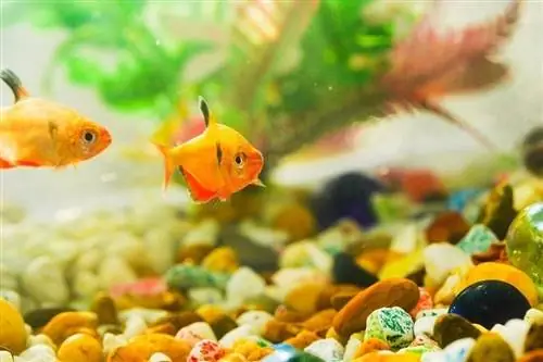 Goldfishaquarium arka planda bir balık