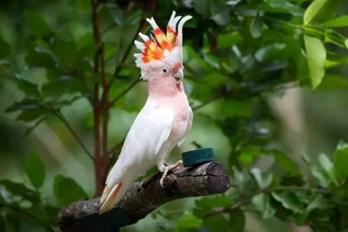 Bojnik Mitchell Cockatoo