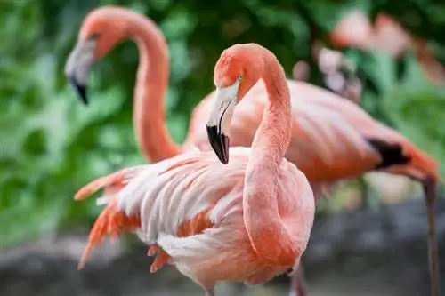 flamingo amerika