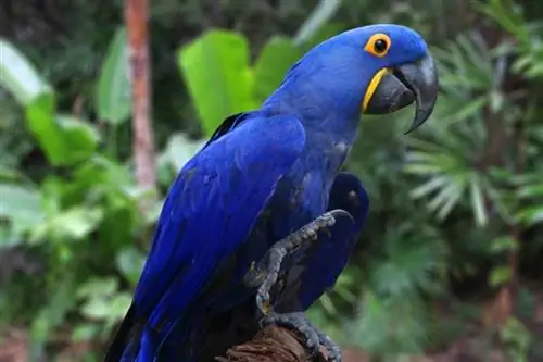 Hyacinth Macaw