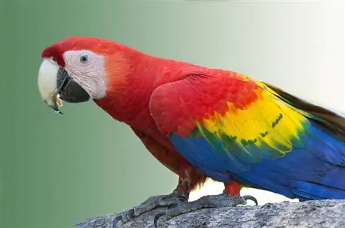 Guacamaya roja