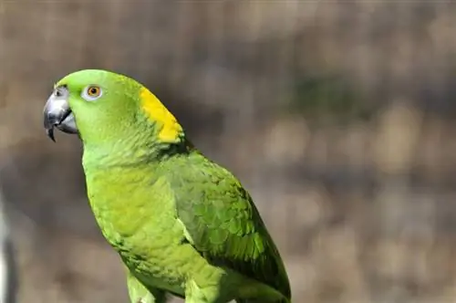 burung nuri tengkuk kuning