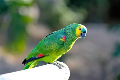 amazona de frente azul