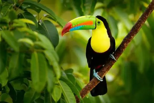 salma gagalı toucan