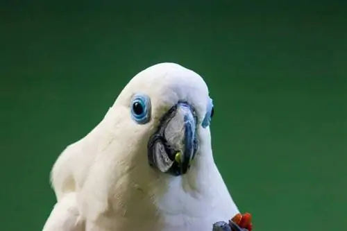 cockatoo bermata biru