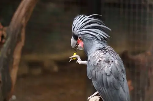 11 oiseaux les plus chers gardés comme animaux de compagnie (mises à jour des prix 2023)