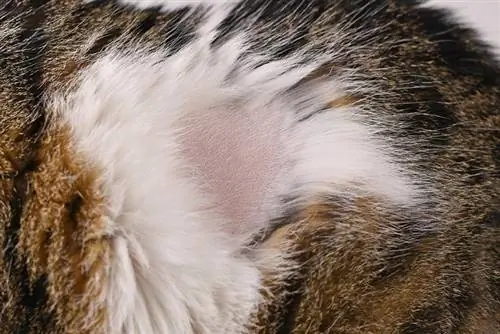 Meu gato está puxando o cabelo ao longo da coluna - 3 razões avaliadas pelo veterinário