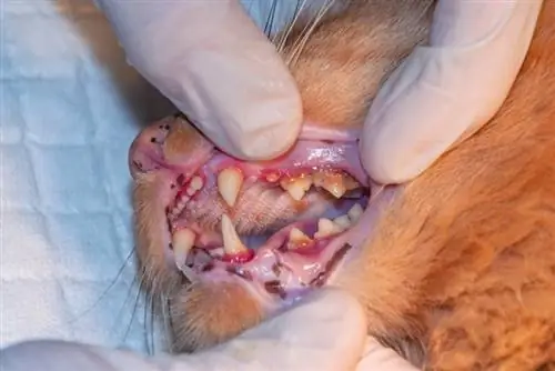 contrôle des dents des chats par le vétérinaire, parodontite