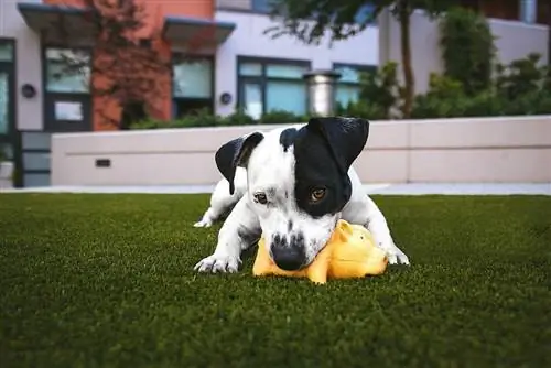 cachorro pitbull mordiendo un juguete