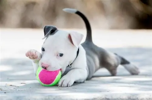 10 Beste kauwspeeltjes voor Pitbull-puppy's - Beoordelingen uit 2023 & Topkeuzes