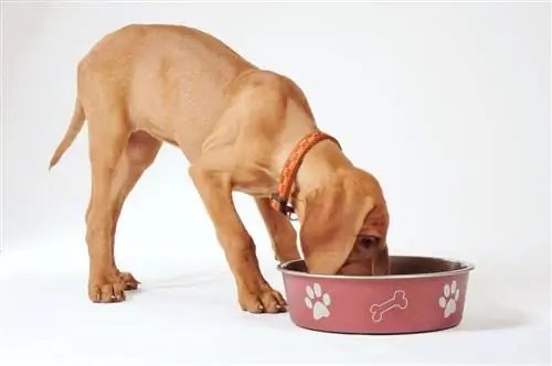 vizsla mâncând