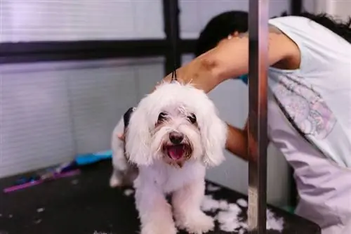 Corte de cabelo m altês Bichon