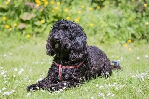 labradoodle noir sur l'herbe