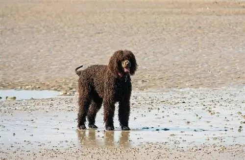 labradoodle dans la boue