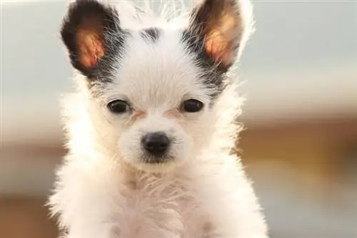 Chi Chon (Bichon ja Chihuahua Mix): Rotutiedot, kuvat & Ominaisuudet