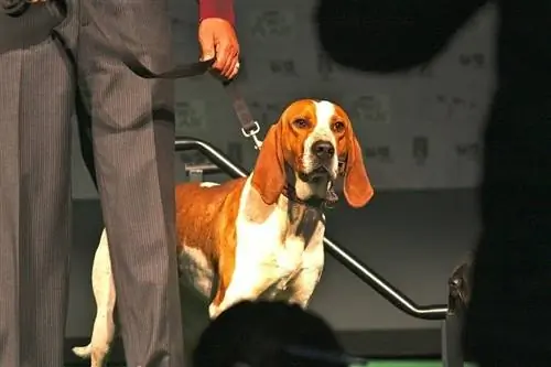 آمریکایی انگلیسی Coonhound