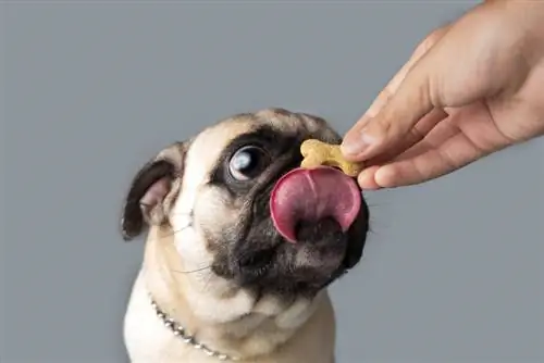 anjing pug sedang merawat