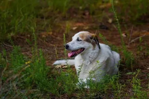 baskimo basset hound Mỹ hỗn hợp chó eskimo