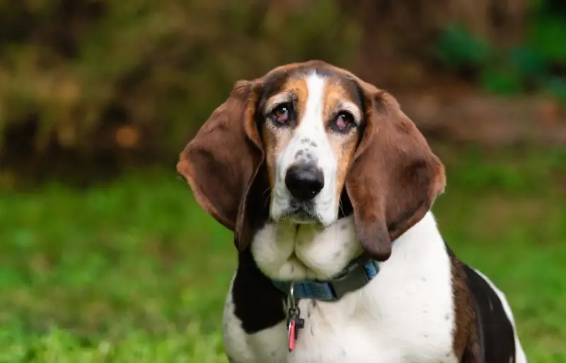 Basset Hound hond