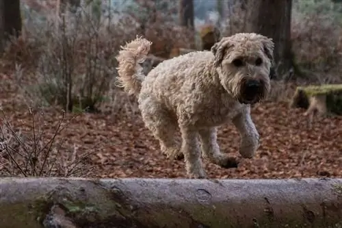 Campuran Terrier Gandum Bersalut Lembut & Gembala Australia