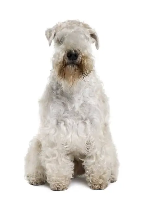 Australijczyk Wheaten