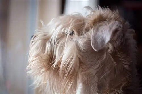 Përzierje e Bariut Australian dhe Terrierit me Veshje të Butë