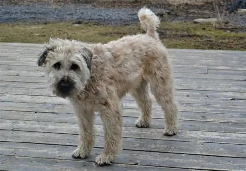 Australische Wheaten