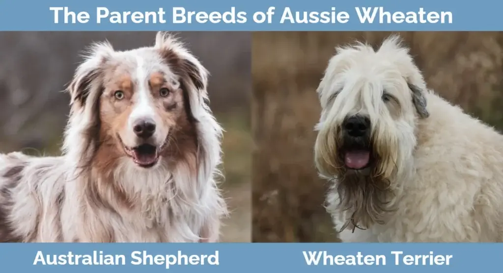 De ouderrassen van Aussie Wheaten