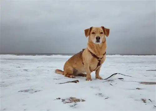 Corgidor (Labrador & Corgi Mix) Տեղեկություններ, նկարներ, փաստեր, հատկություններ