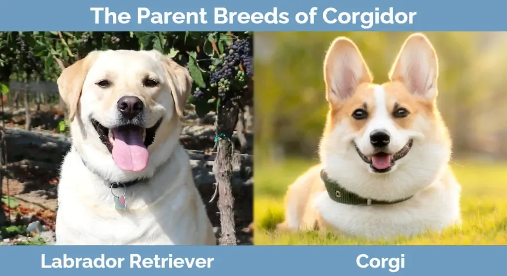 Corgidors forældreracer