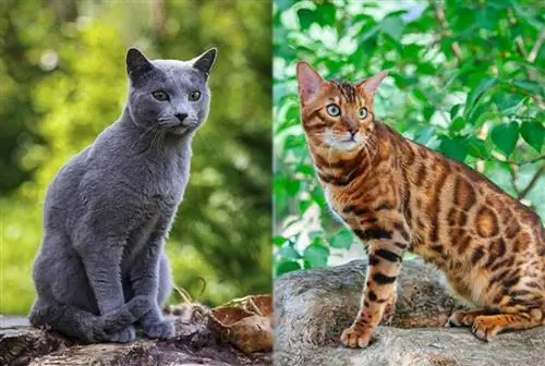 Russische Blaue Bengalkatzenmischung: Bilder, Pflege, Infos & Eigenschaften