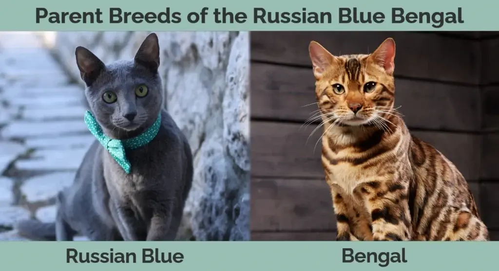 Ang mga magulang na lahi ng Russian Blue Bengal