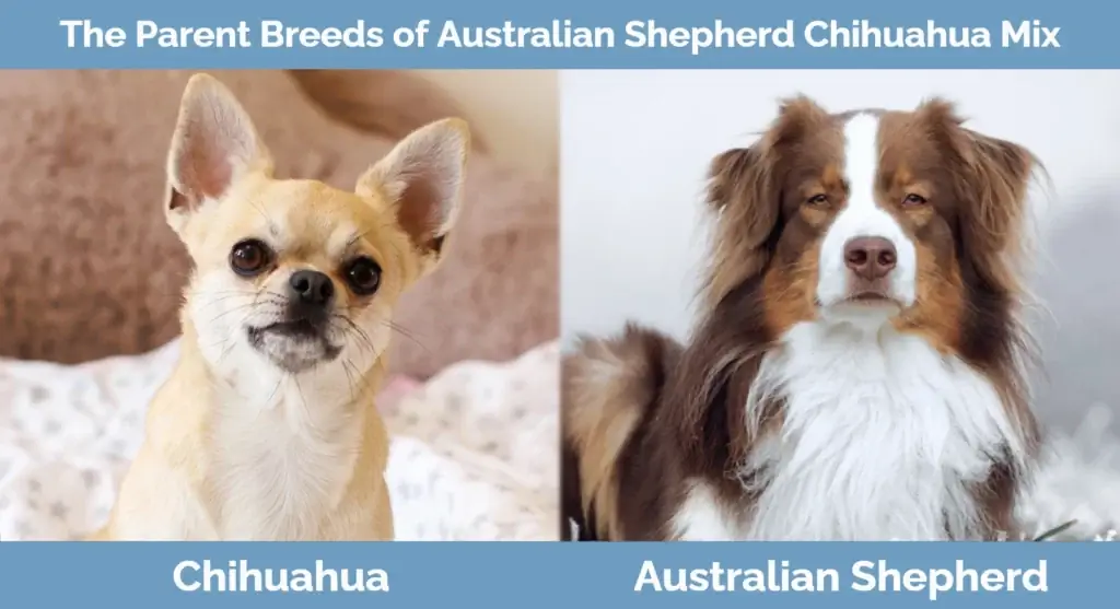 Die ouer rasse van die Australiese Herder Chihuahua Mix