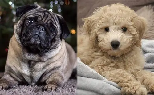 Pushon (Pug & Bichon Mix): Info, Pictures, Traits & Facts