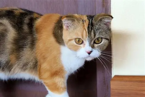 Calico Scottish Fold