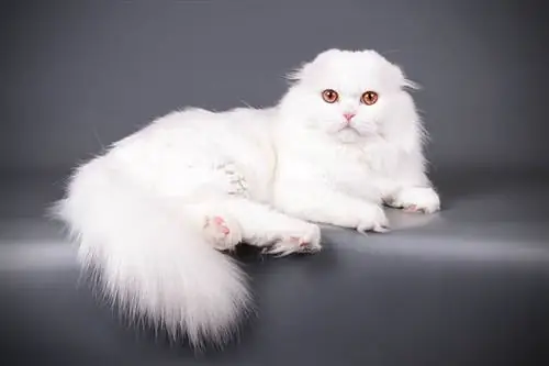 gato scottish fold branco sentado