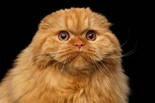 Furry red scottish fold highland ras Cat