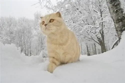 Scottish Fold Fawn caminha pela neve