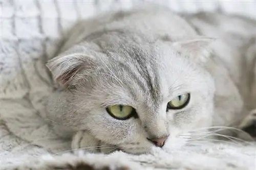 Scottish Fold silver shaded