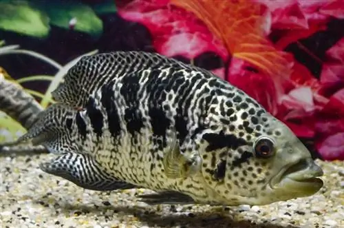 10 เพื่อนร่วมถังที่ยอดเยี่ยมสำหรับ Jaguar Cichlids (คู่มือการใช้งานร่วมกันได้ปี 2023)