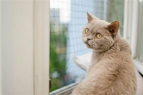 kulay abong pusa sa harap ng bintana