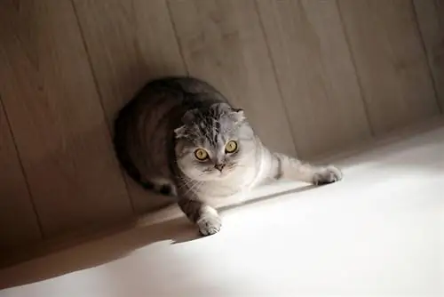 un gato tratando de escalar la pared