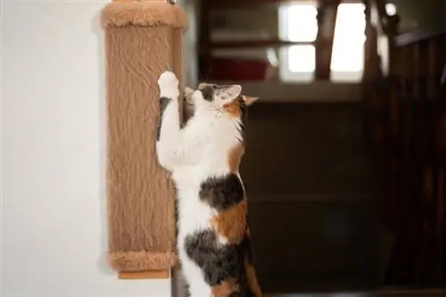 Gato rascándose en un poste montado en la pared