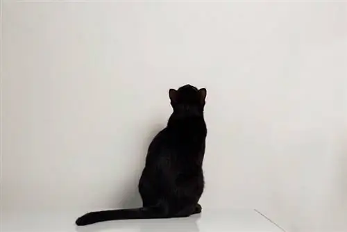 un gato mirando algo en la pared